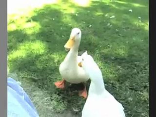 Drôles d'animaux sur la planète