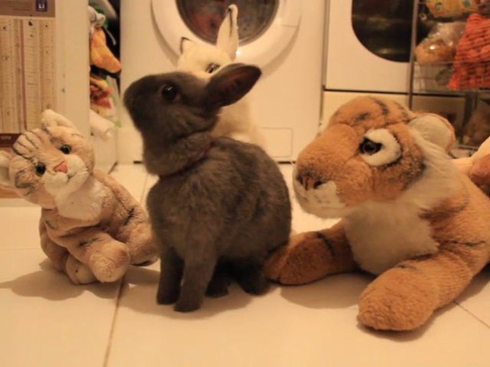 bébé lapin nain Robby  entre copain et un flash Mac Queen qui passe !