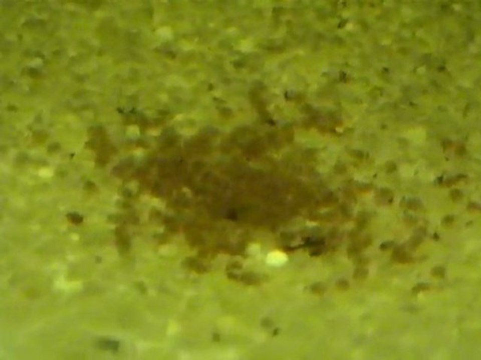 ponte_Cleithracara_maronii2