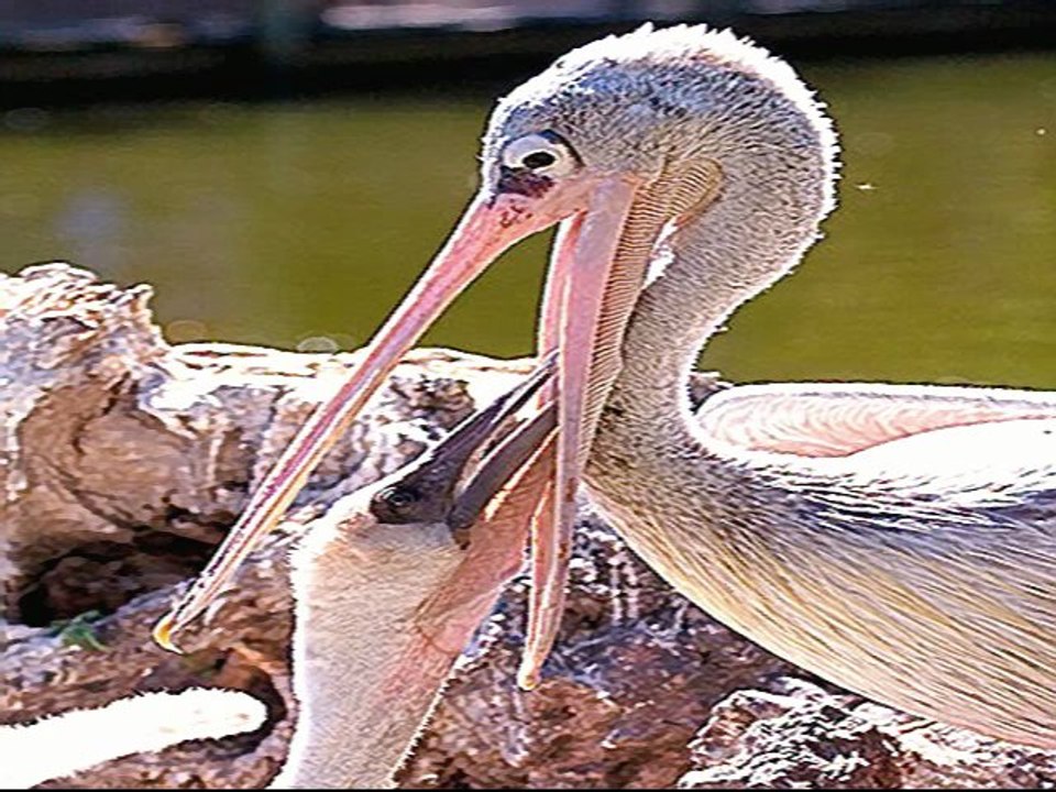 William Dyer - Christ is our Pelican