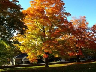 Avenue/Larence - Elegant Custom Built House for Sale