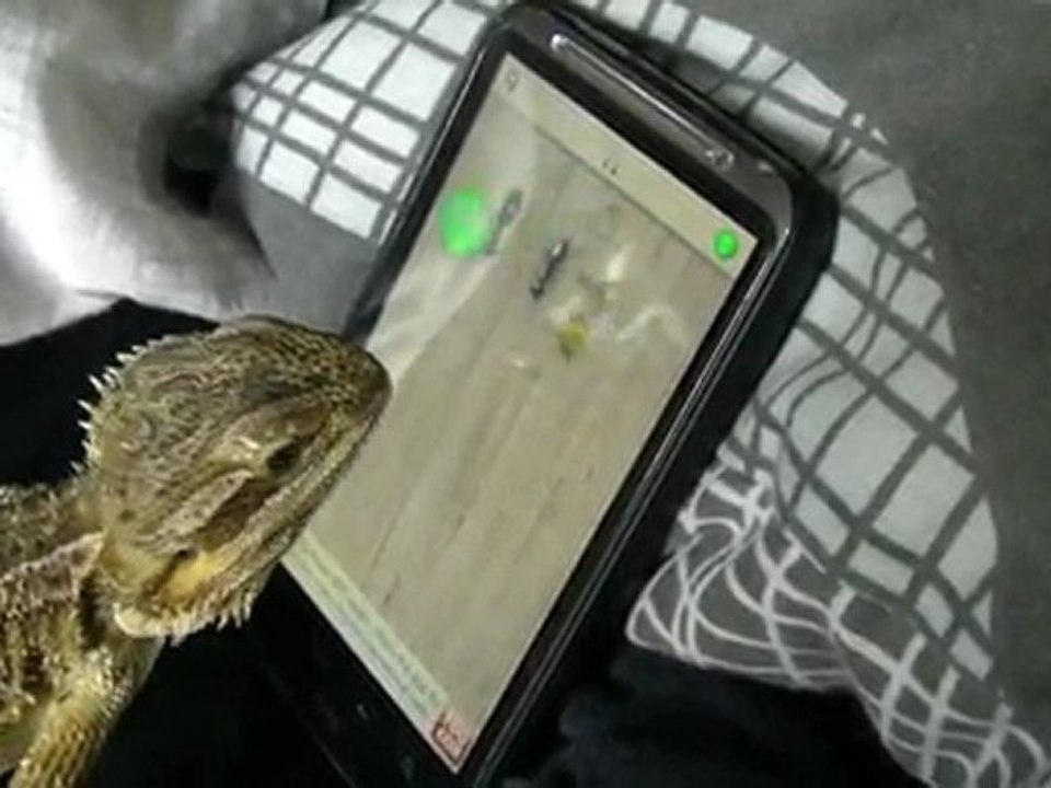 Bearded Dragon playing Ant Crusher