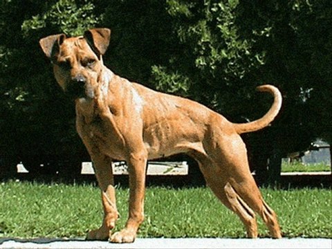 SesliEkip By Siyah Adam Ol Sikerim Seni