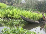 Voices Of Climate Change: Bangladesh
