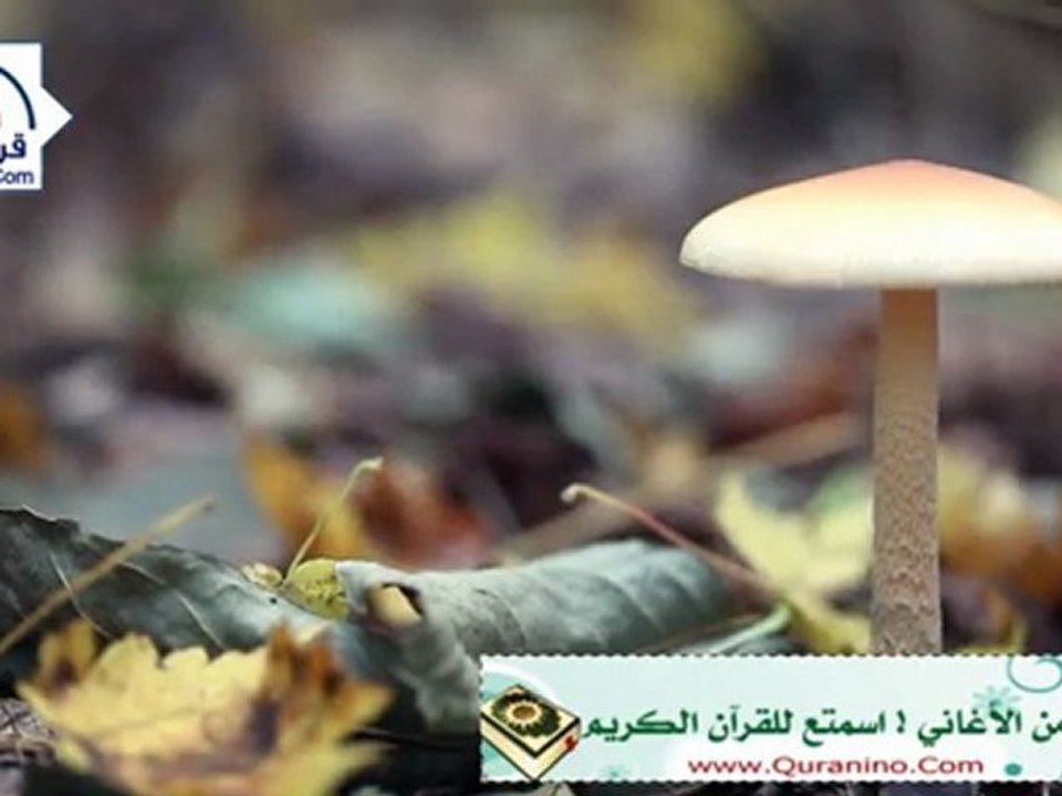 سورة الفاتحة - القارئ نبيل الرفاعي