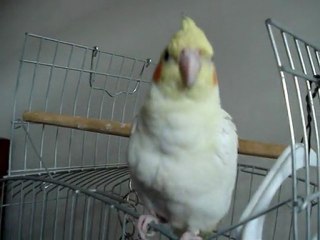 Calopsita. Comprei uma fêmea, olhem o que aconteceu...