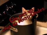 Le chat au micro-ondes