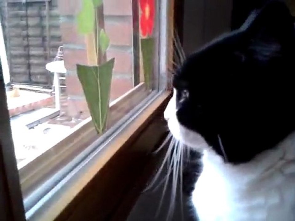 kitty through the looking glass