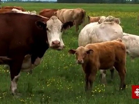 L'épicerie - Le prix du panier d'épicerie