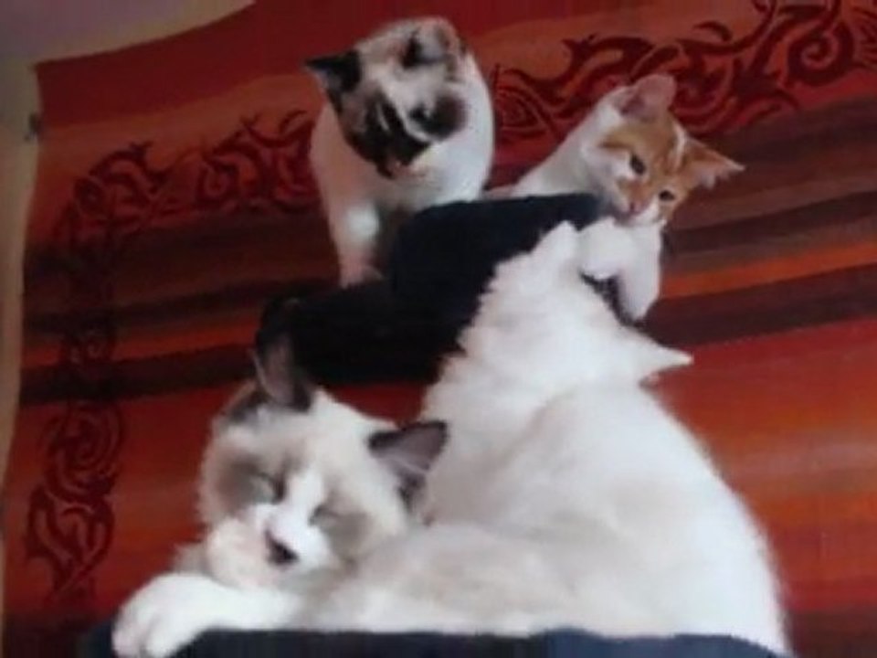 chatons