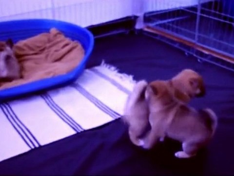 Une journée de chiot - les jeux