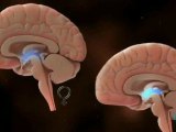 Cerebro intersexual: Genetica y hormonas