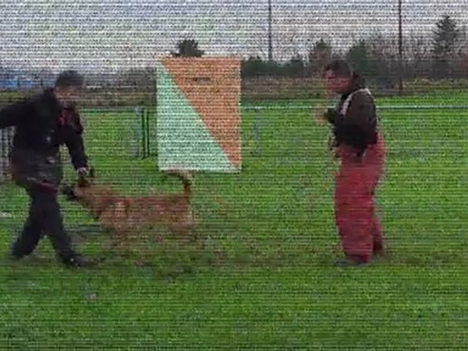 Gipps 7 mois