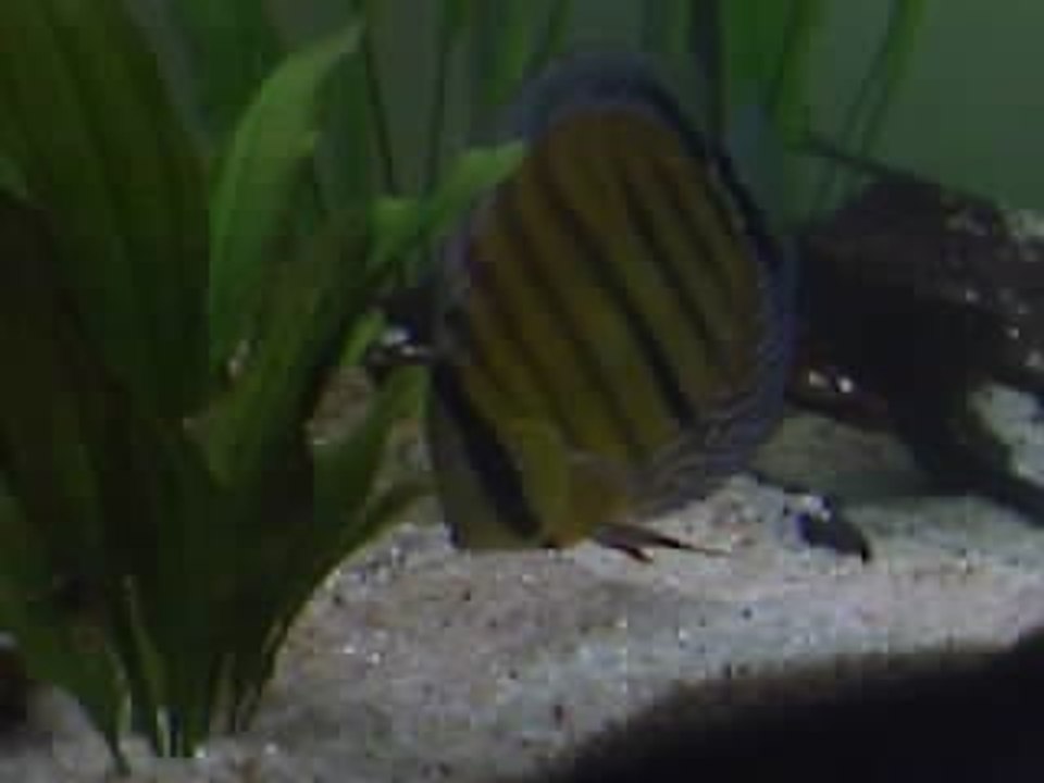 inanu