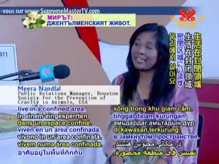 STOP ANIMAL CRUELTY: Puppy Mills