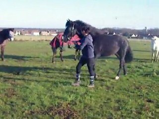 Arrivée à la nouvelle pension - Tango fait son fier