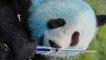 Un panda bleu avec un tournevis dans le Perigord !