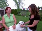 Un amour de chien présente mes Westies 2011