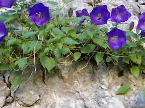 BEDİRHAN GÖKÇE-IHLAMURLAR AÇTIĞI ZAMAN