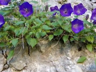 BEDİRHAN GÖKÇE-IHLAMURLAR AÇTIĞI ZAMAN