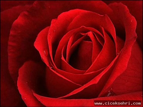 GÜLLER ARASINDA SENİ BENSİZ GÖREN OLMUŞ