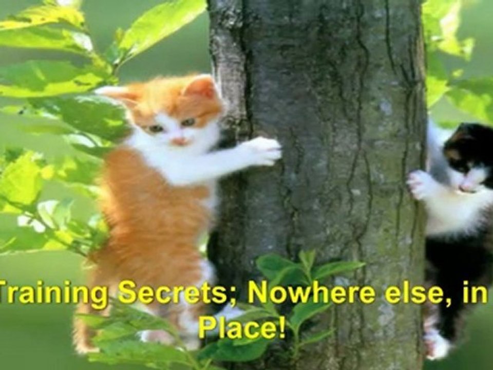 how to stop a cat from spraying - potty training your cat - litter training cat