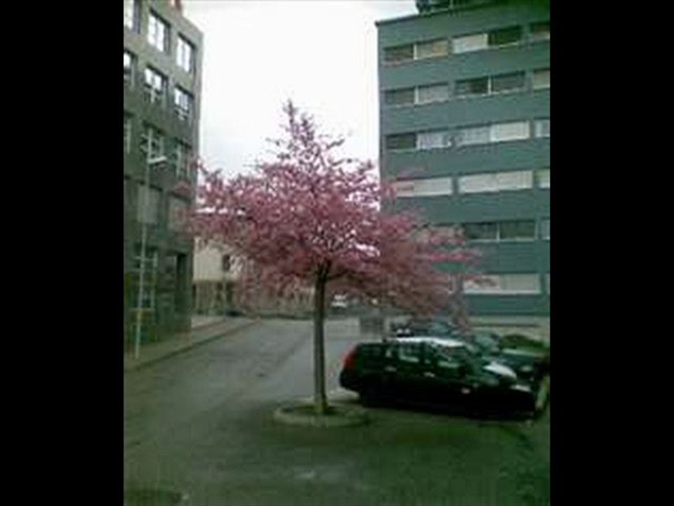 Roméo Il suffit d'un arbre vert (seventies)