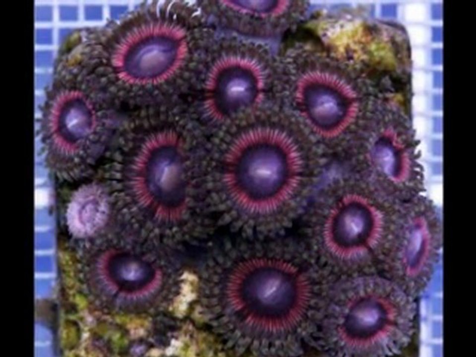 Derniers coraux au 16/12/11