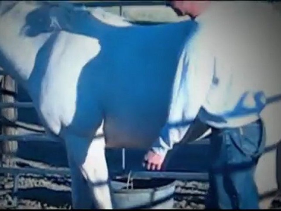 How To Trot a Horse