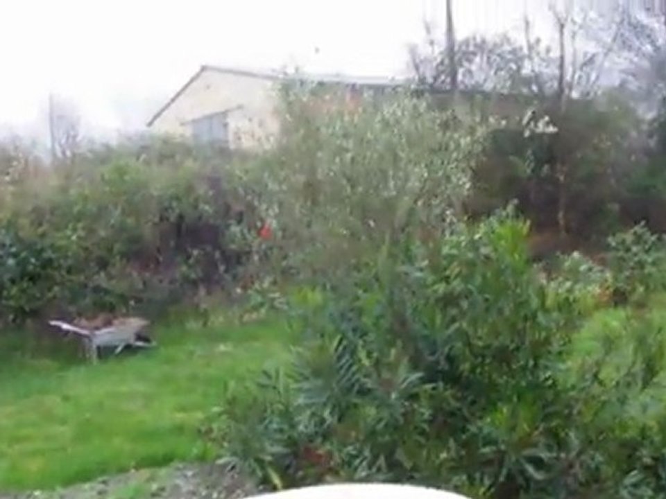 pluie