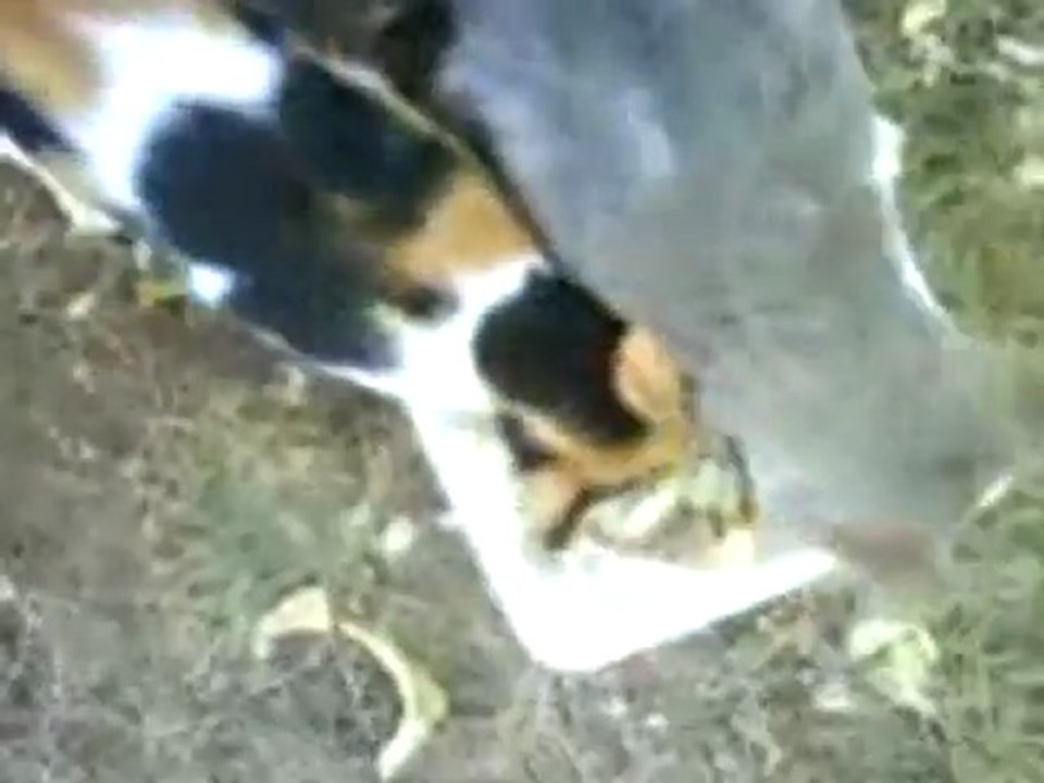 BML14100821592 feeding cats