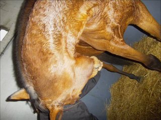 Alison et Gargentua en saut