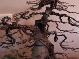 bonsai ficus