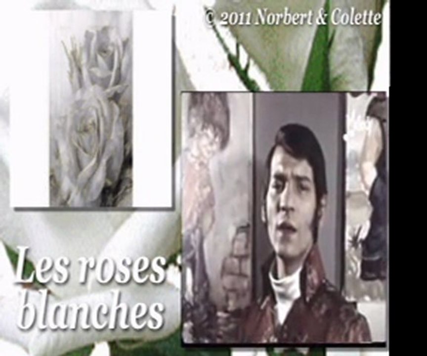 Les Sunlights - les roses blanches