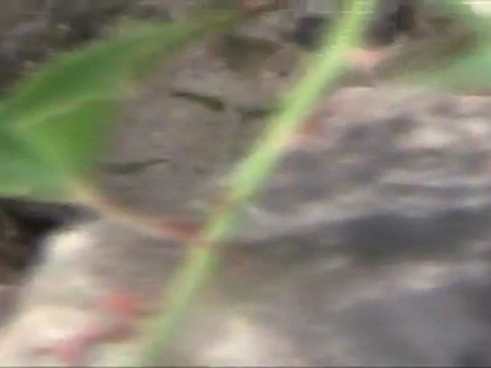 SCORPION MASTERS 2011