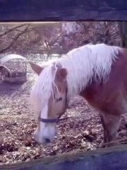 Foxi want play with this dogs (Horses)
