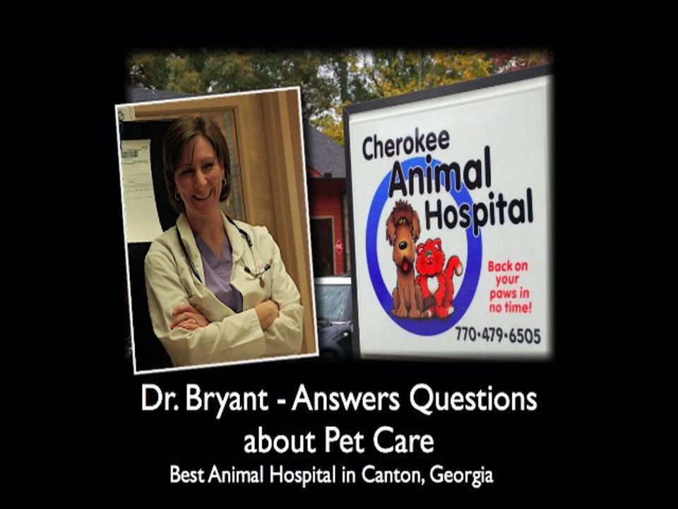 How do I keep my pets teeth clean? - Veterinarians Cherokee GA