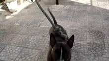 maximus & corda