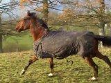 17-12-2011, chevaux au galop 100_5721