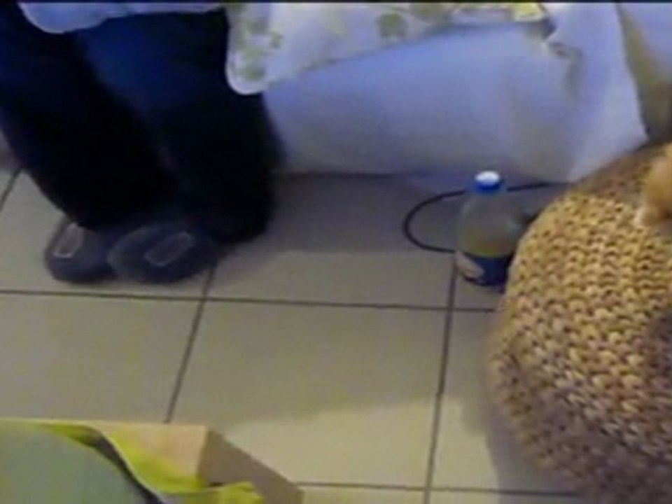 Le strike de Guizmo le chat