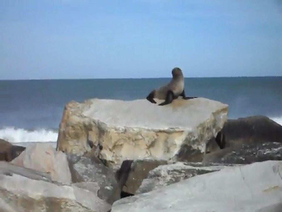El Lobito de Mar (P1)