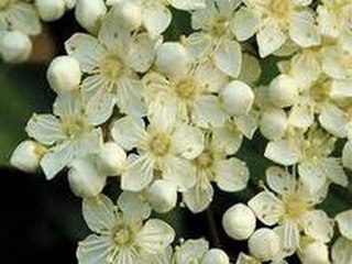 SKY_AYDIN - Eğer Can Yücel kim isterdi