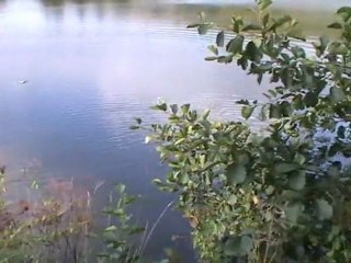 "JAGDHUNDEAUSBILDUNG" Schusstest am Wasser. Hunting dogs on the water