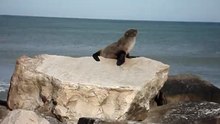 El Lobito de Mar (P2)