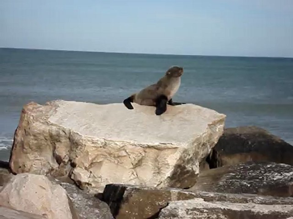 El Lobito de Mar (P2)