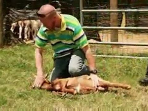 Halal Mercy Islamic Slaughter Explained - STRONG IMAGES