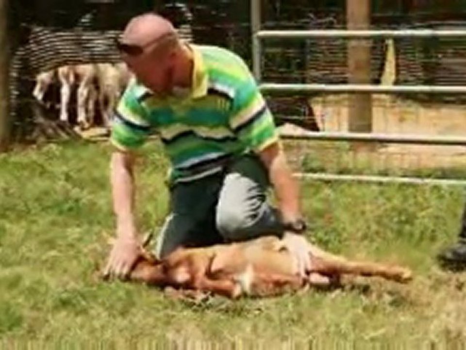 Halal Mercy Islamic Slaughter Explained - STRONG IMAGES