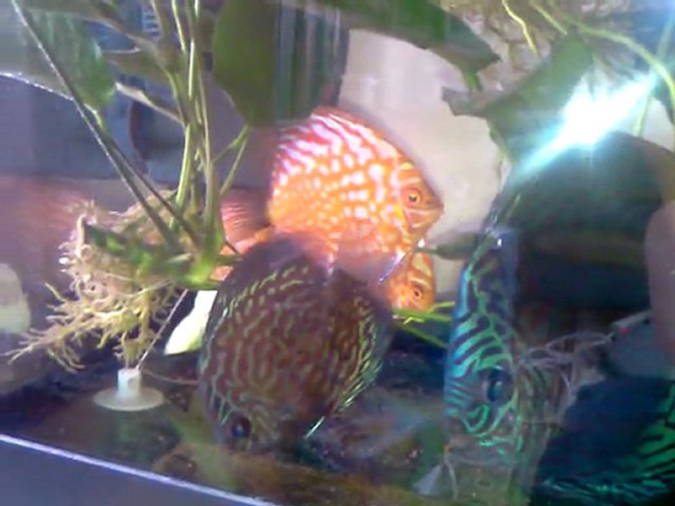 Sallanan Discus