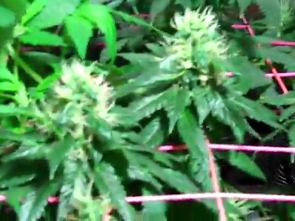 Day 57 & The Hienz 57 Grow Is A Go! I Got A Little Bit Of Everything!!