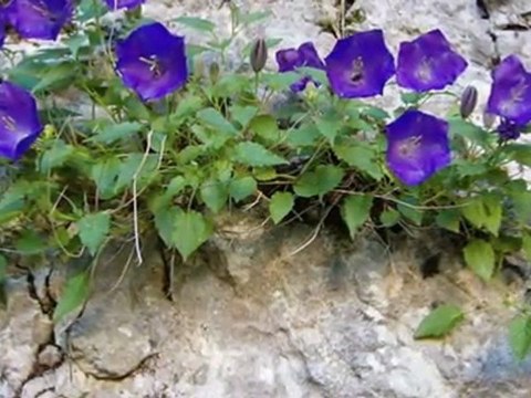 BEDİRHAN GÖKÇE-IHLAMURLAR AÇTIĞI ZAMAN